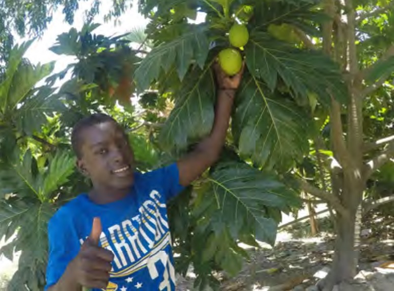 Breadfruit crop St Joseph Clinic Haiti