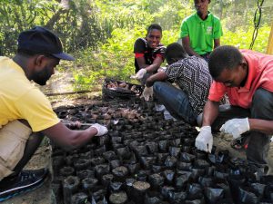 Breadfruit Saplings at St Joseph Clinic